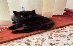 Mixed Breed cats for sale: Beautiful Fluffy Black Female Kitten  - Image 12