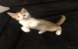 Mixed Breed cats for sale: Ginger and Tortie Kittens 2 available  - Image 13