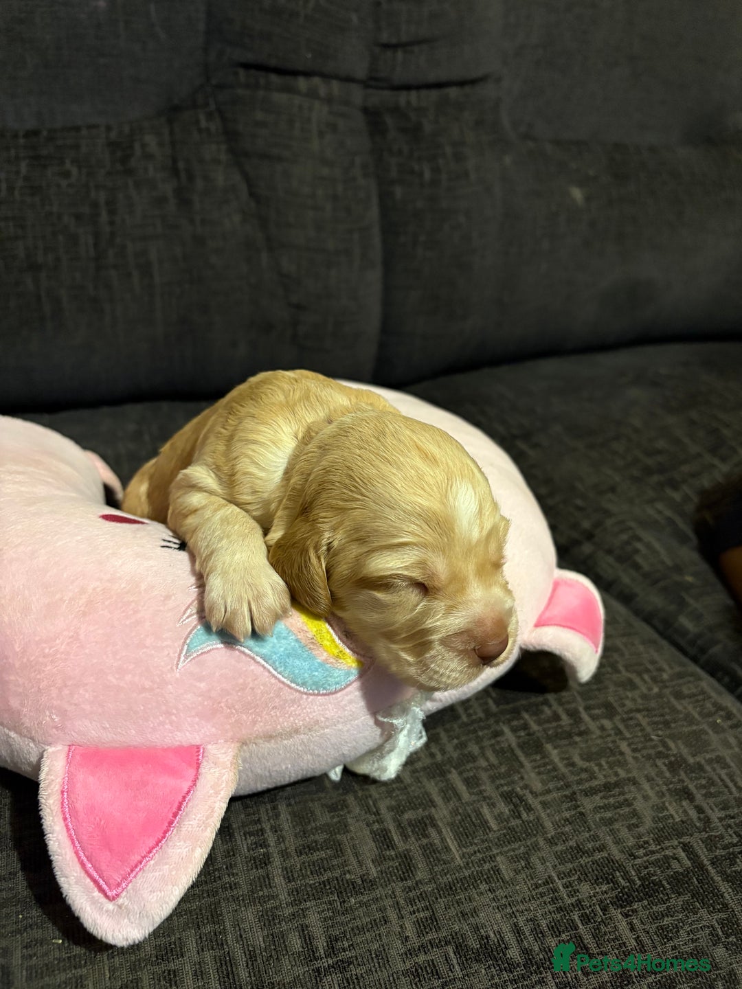 Cockerdor dogs for sale: Cockerdors  - Advert 10