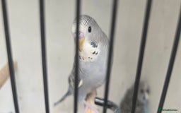 Budgerigars birds for sale: Budgies  - Image 20