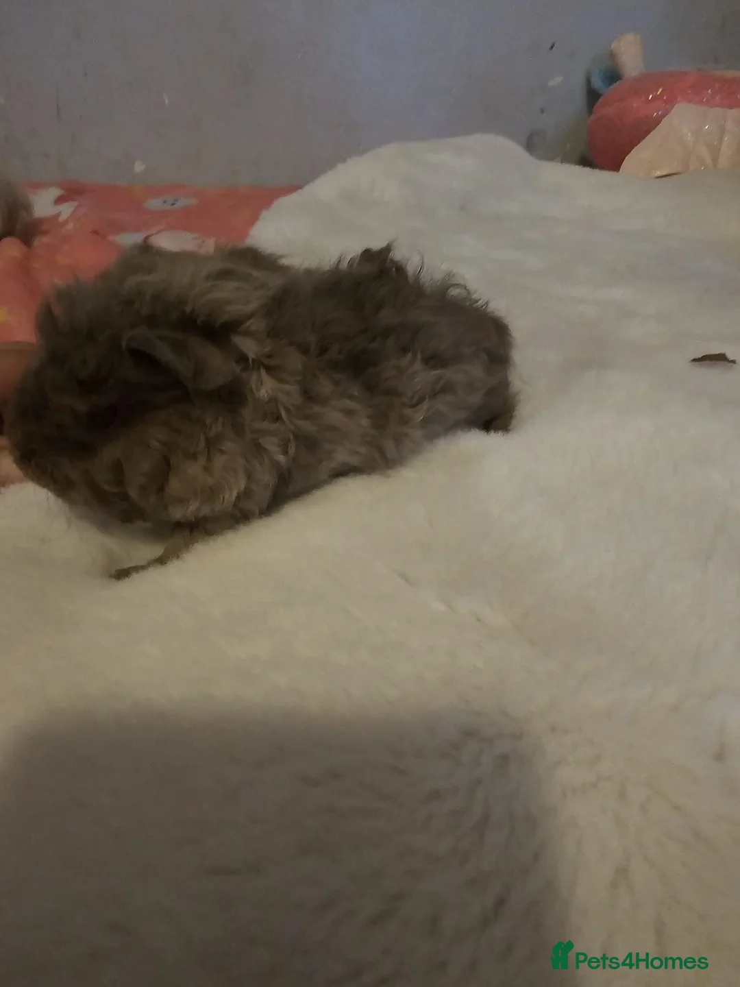 Guinea Pig rodents for sale: Adorable female guinea pig babies  in Nottingham - Advert 18