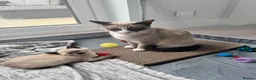Siamese cats for sale: Siamese beautiful girl kitten  - Advert 3