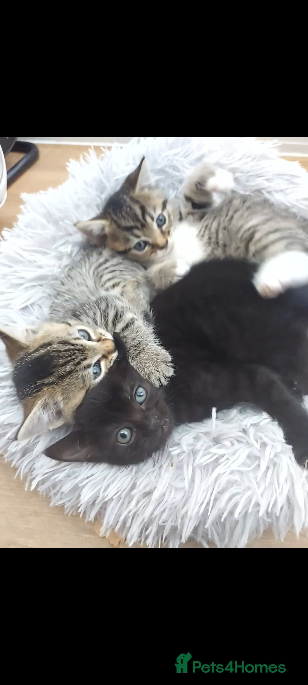 Mixed Breed cats for sale: Beautiful kittens 🥰 - Advert 16