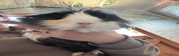 Guinea Pig rodents for sale: Rescue guinea pigs looking for new homes  - Advert 1
