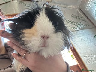 Guinea Pig rodents Rescue guinea pigs looking for new homes - Advert 1