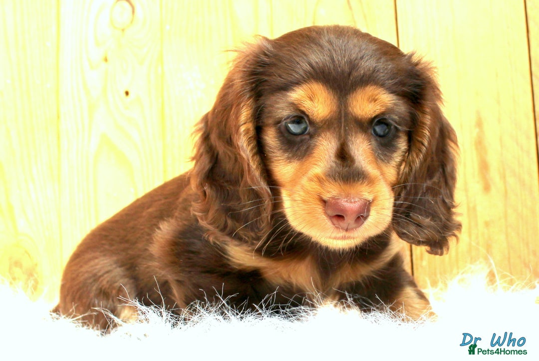 Miniature Dachshund dogs for sale: KC Health tested Licensed breeder 12 years exp - Image 27