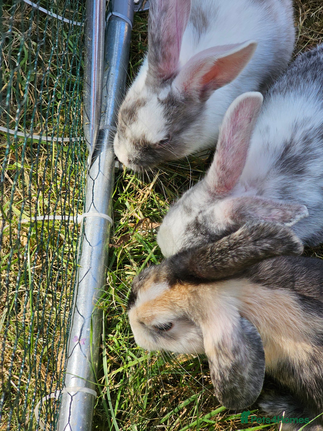 Harlequin rabbits for sale: 4 Gorgeous Harlequin bunnies looking for a 🏡  - Image 13