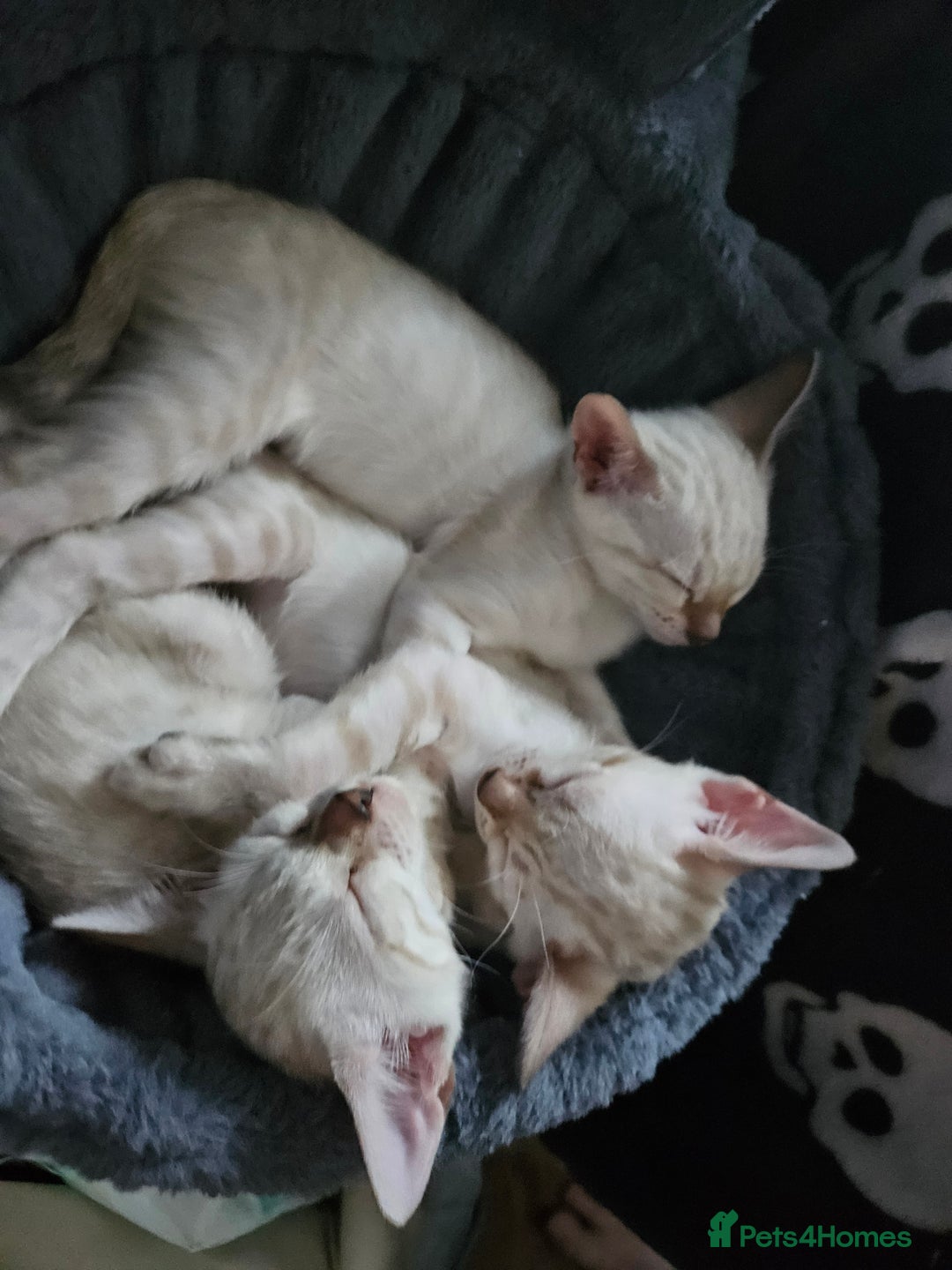 Bengal cats for sale: Snow bengal kittens for loving homes  - Image 2