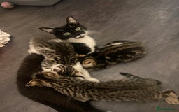 Mixed Breed cats for sale: Tabby kittens  - Image 4