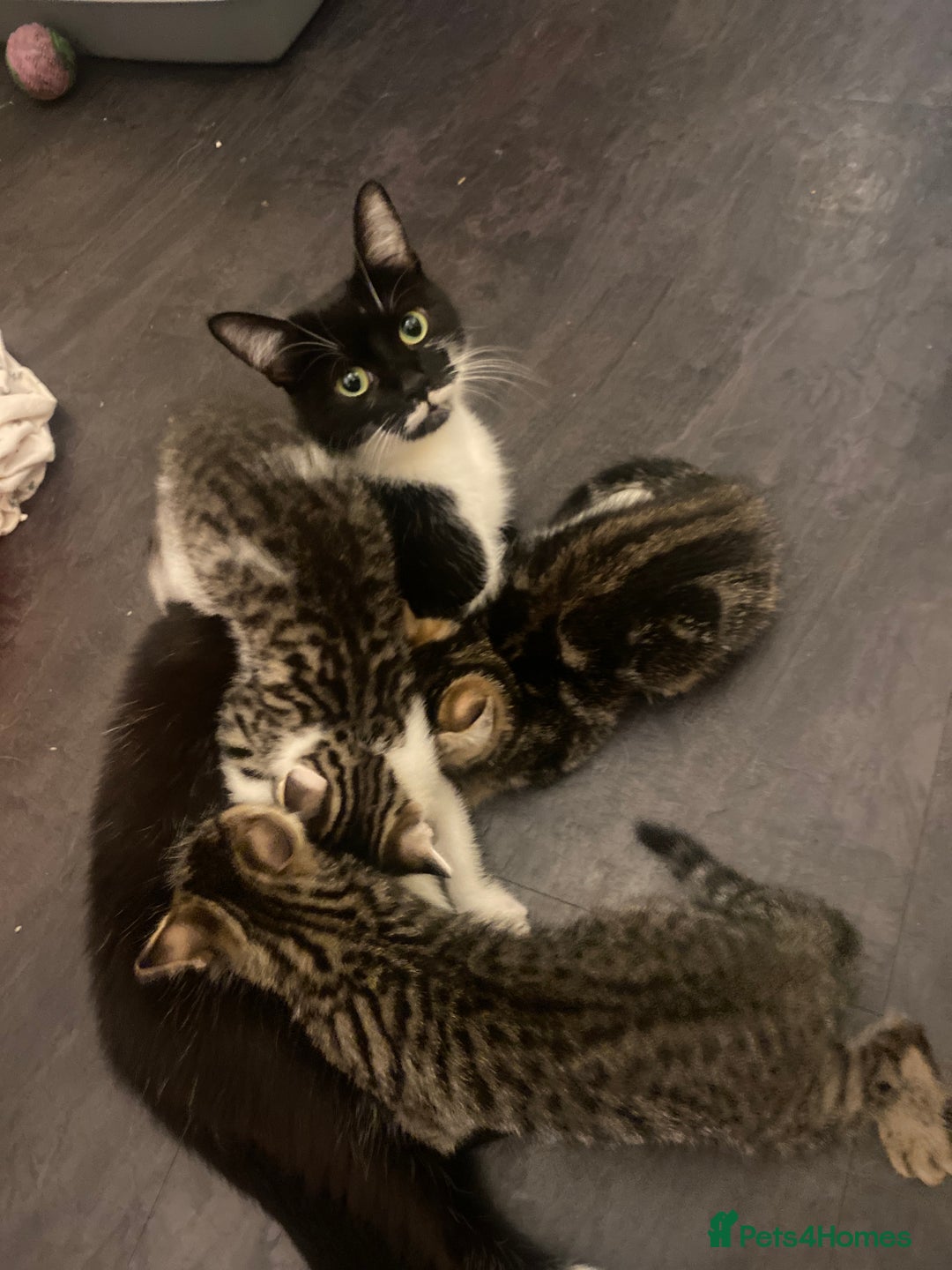 Mixed Breed cats for sale: Tabby kittens  - Image 4
