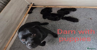Staffordshire Bull Terrier dogs - Advert 5