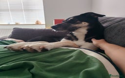 Mixed Breed dogs for sale: 2 years old Female - Image 3