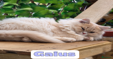 British Shorthair cats - Advert 5
