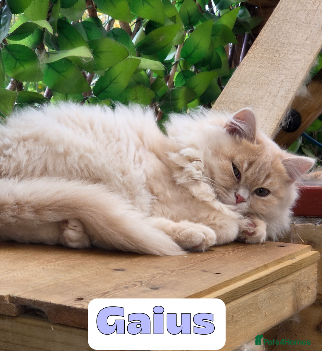 British Shorthair cats for sale: 🌞 last kitten Reduced PRICE British L/H boy  🐾 - Image 9