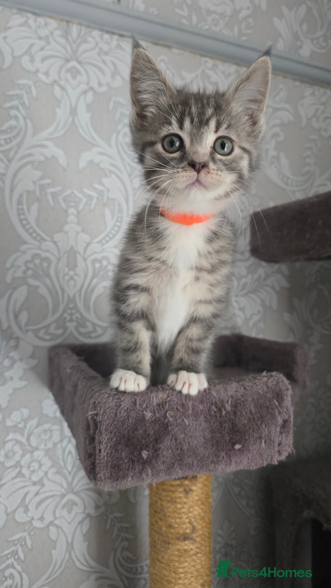 Mixed Breed cats for sale: Stunning Maine Coon Mix Kittens–Ready 15th Feb - Advert 15