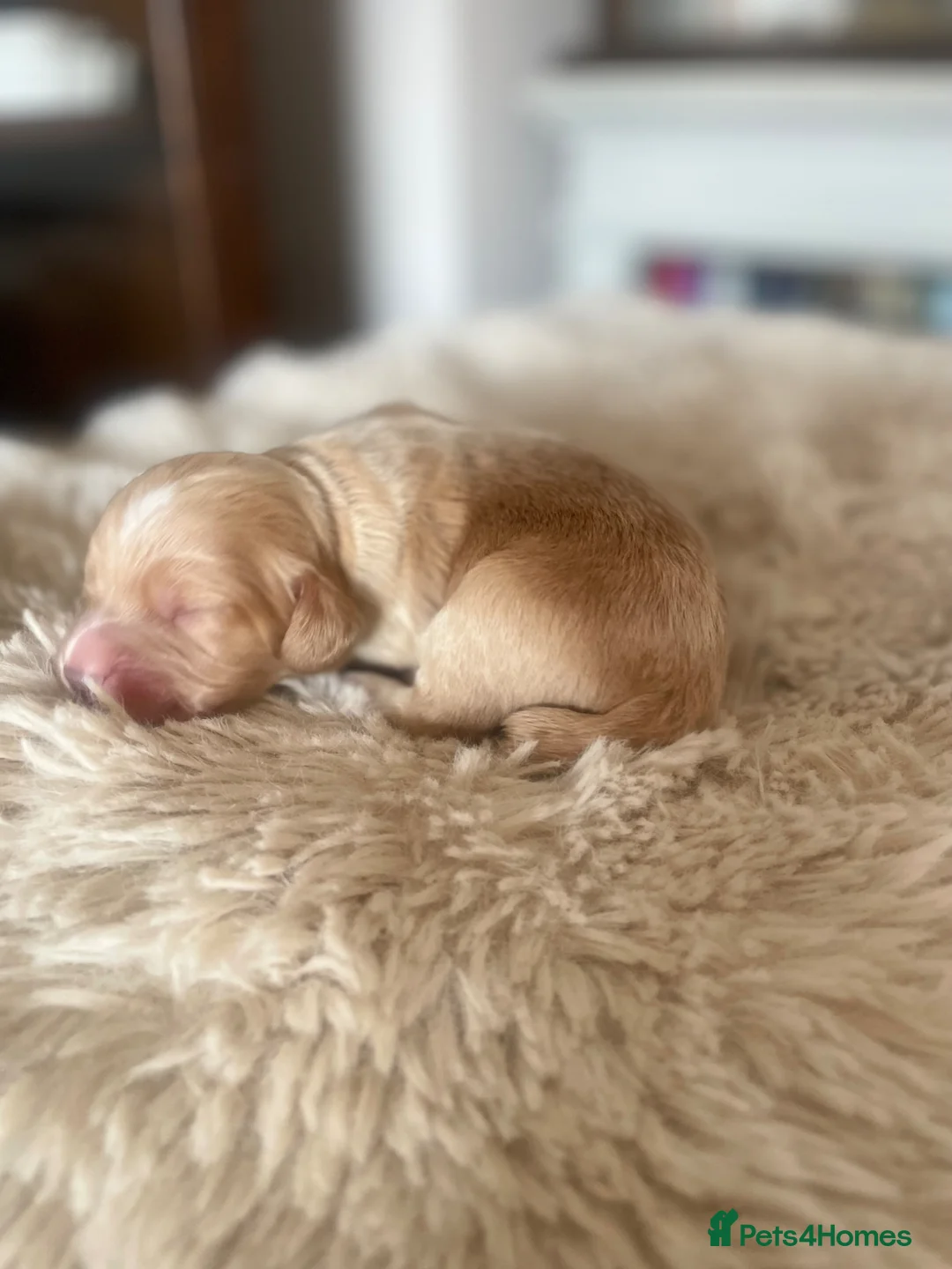 Cocker Spaniel dogs for sale: Working cocker spaniels  in Westerham - Advert 1