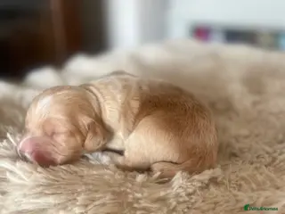 Cocker Spaniel dogs Working cocker spaniels - Advert 5