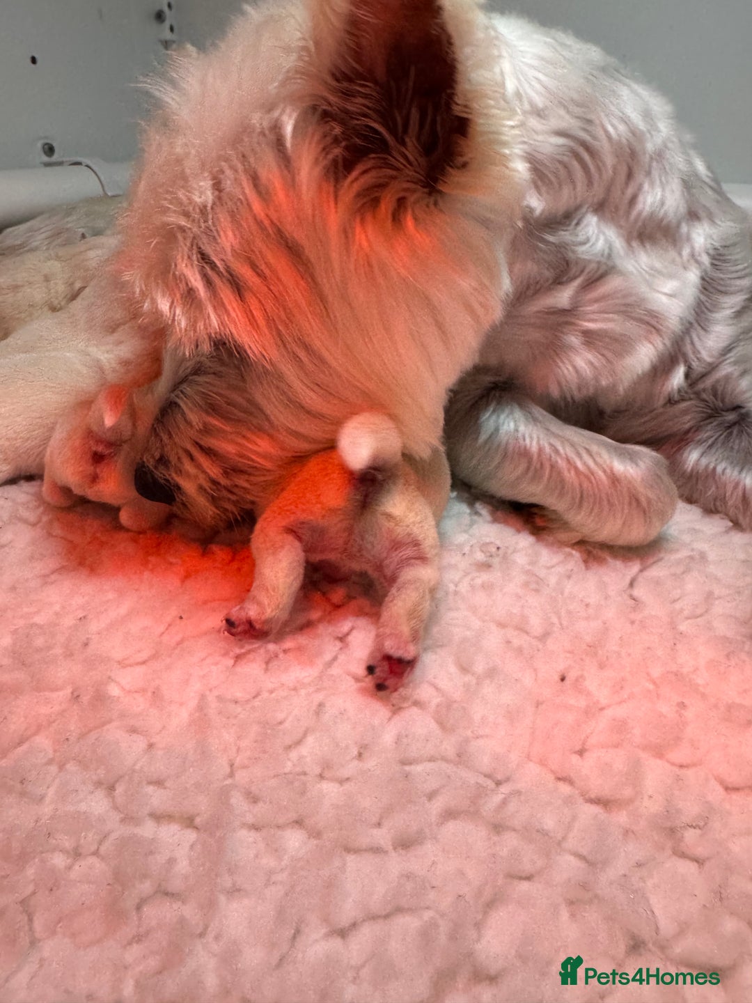 West Highland Terrier dogs for sale: Mr P Bradford  - Image 2