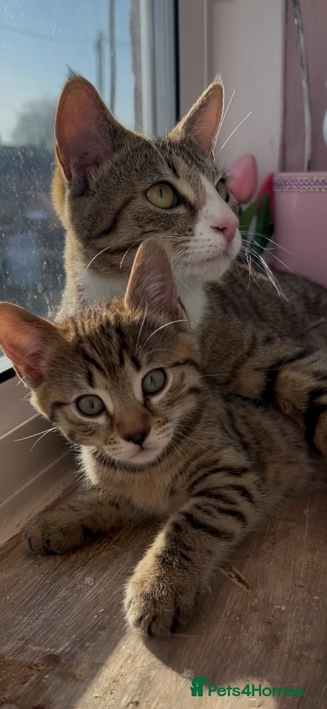 Mixed Breed cats for sale: Male tabby kitten  - Advert 2