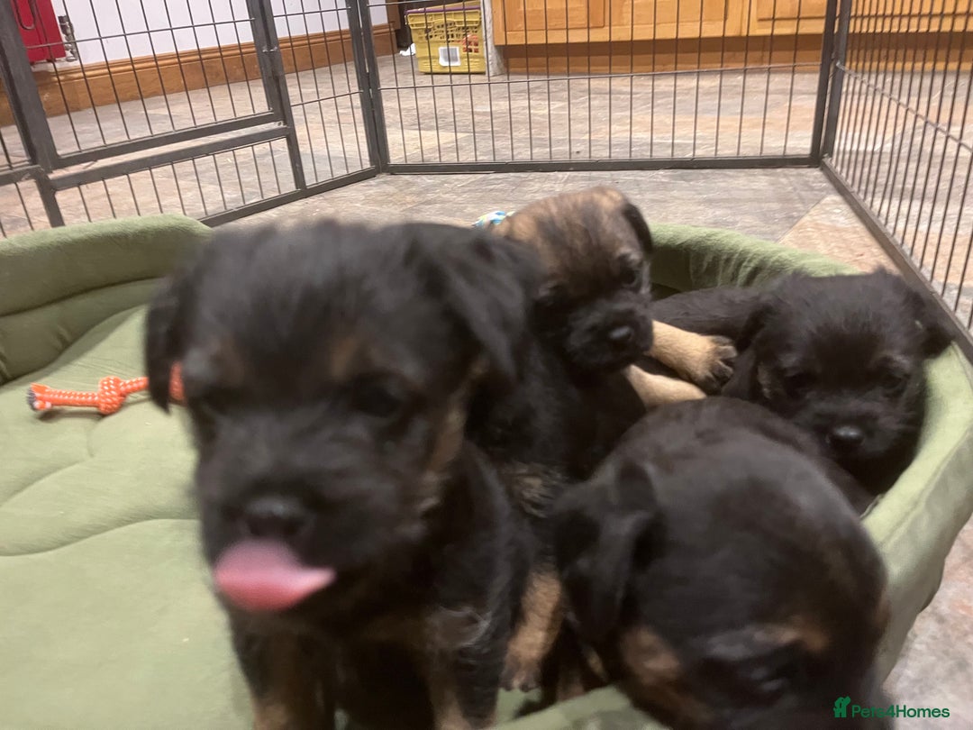 Border Terrier dogs for sale: Beautiful Border Terrier puppies. - Advert 7