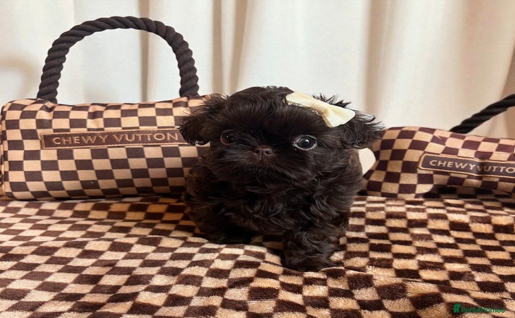 Shih Tzu dogs - Advert 3