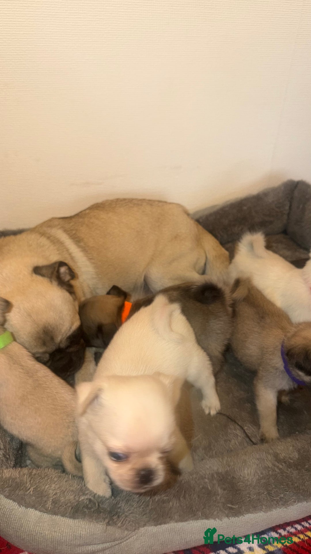 Pug dogs for sale: Beautiful Litter of 6 Pug Puppies, Rare Colours  - Advert 19