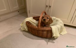 Cocker Spaniel dogs for sale: Cocker spaniel puppies  - Advert 8