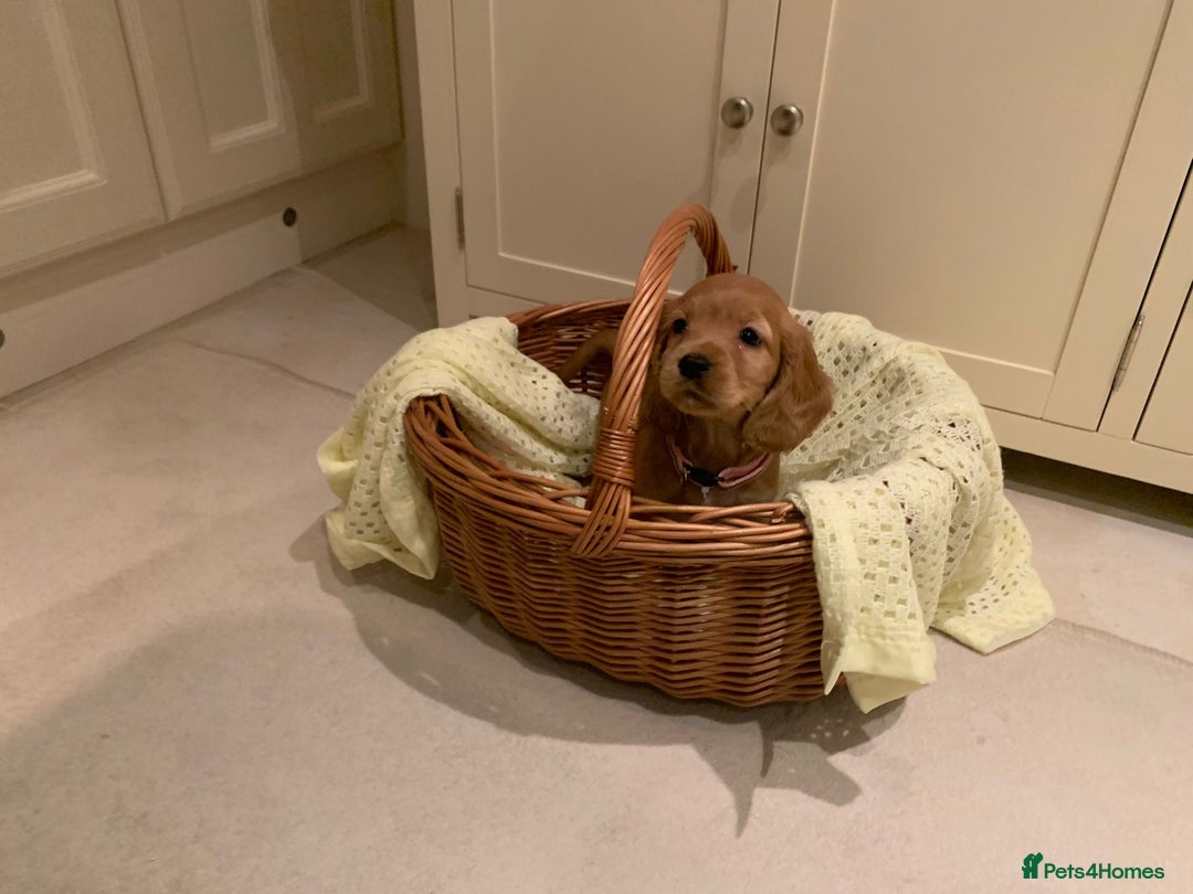 Cocker Spaniel dogs for sale: Cocker spaniel puppies  - Advert 8