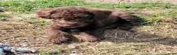 Labradoodle dogs for sale: Last Beautiful miniature Labradoodle puppies - Advert 6