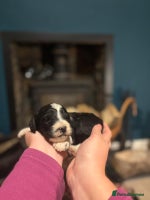 Bordoodle dogs Cuddly Miniature Bordoodles DNA Clear All Colours - Advert 1