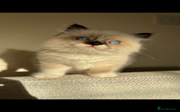 Ragdoll cats for sale: Stunning Ragdoll kitten  - Advert 2