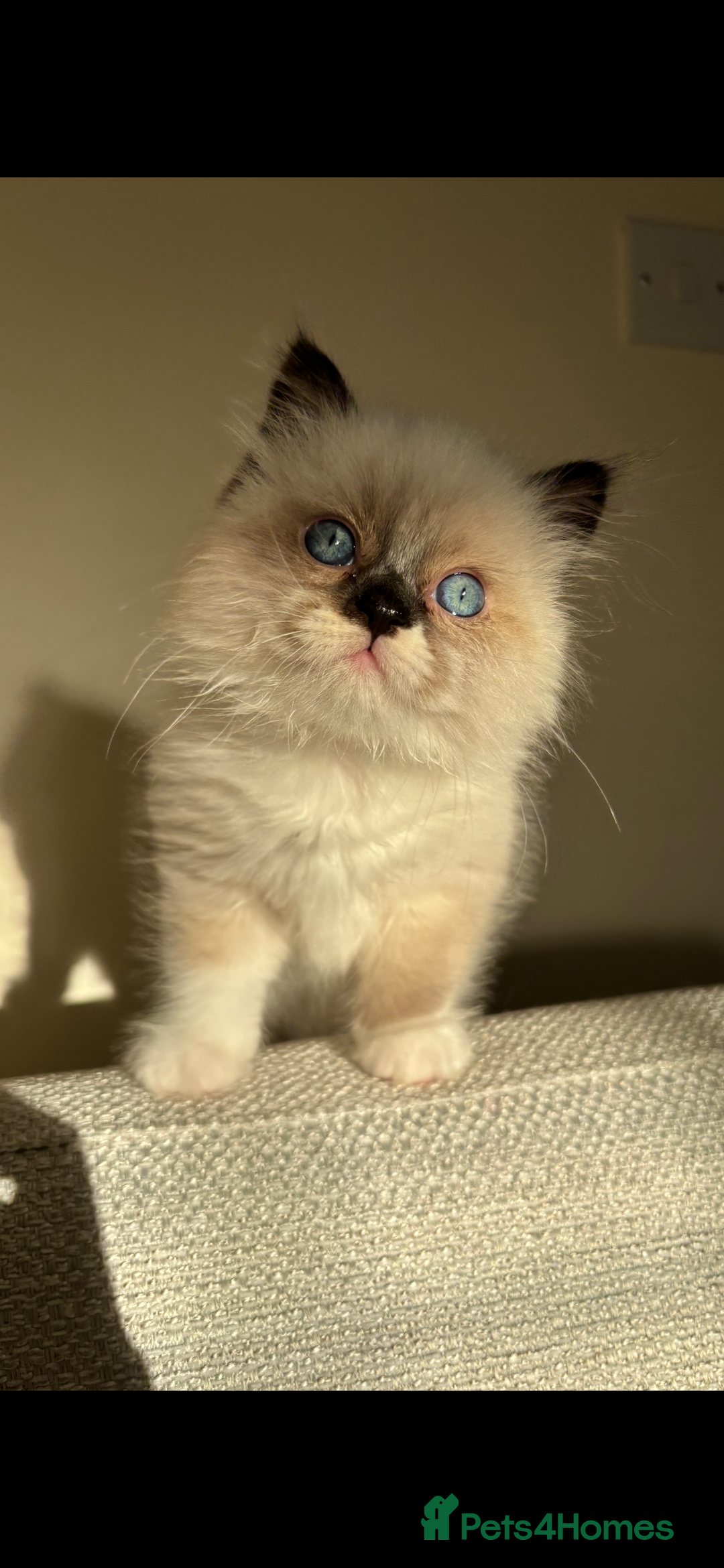Ragdoll cats for sale: Stunning Ragdoll kitten  - Advert 2