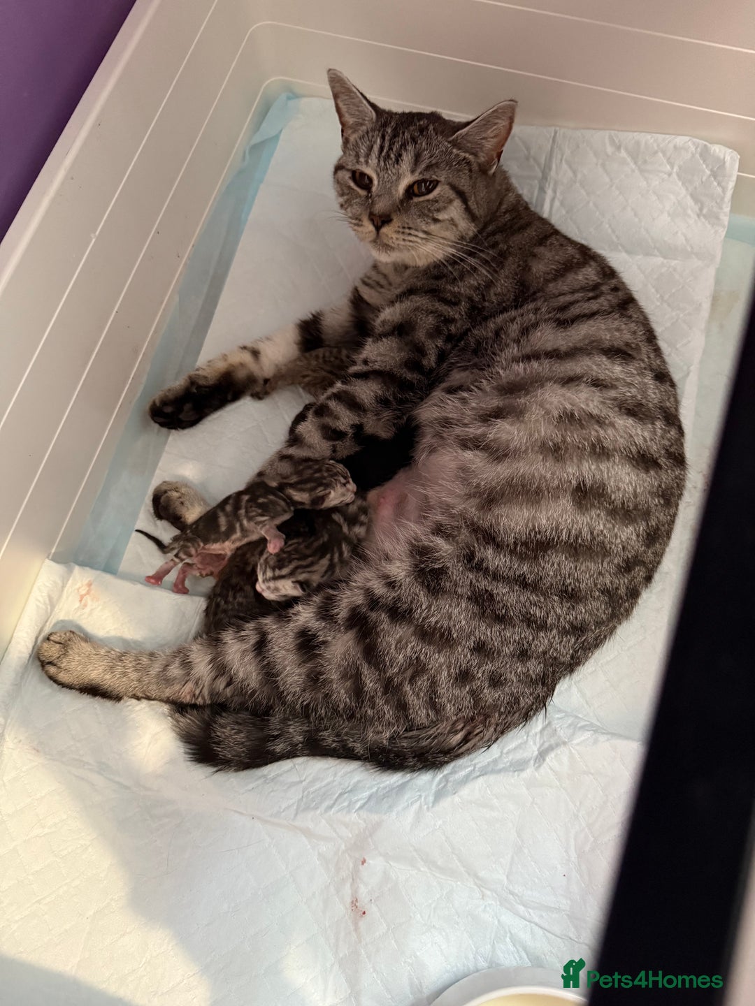 British Shorthair cats for sale: Beautiful British Shorthair Cross Kittens - Image 10