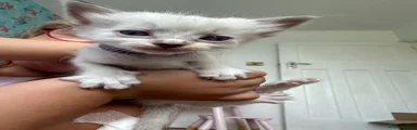 Ragdoll 1