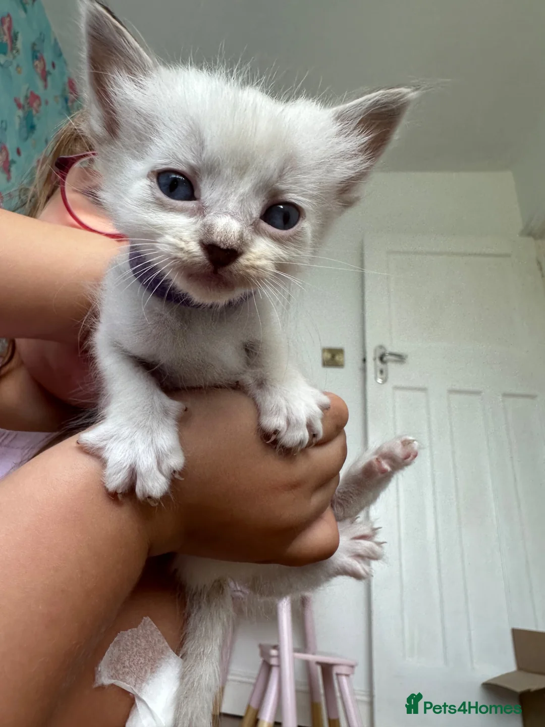 Ragdoll cats for sale: Ragdoll Kittens in Brighton - Advert 40