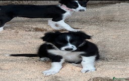 Border Collie dogs for sale: Beautiful Border Collie Puppies - Image 7