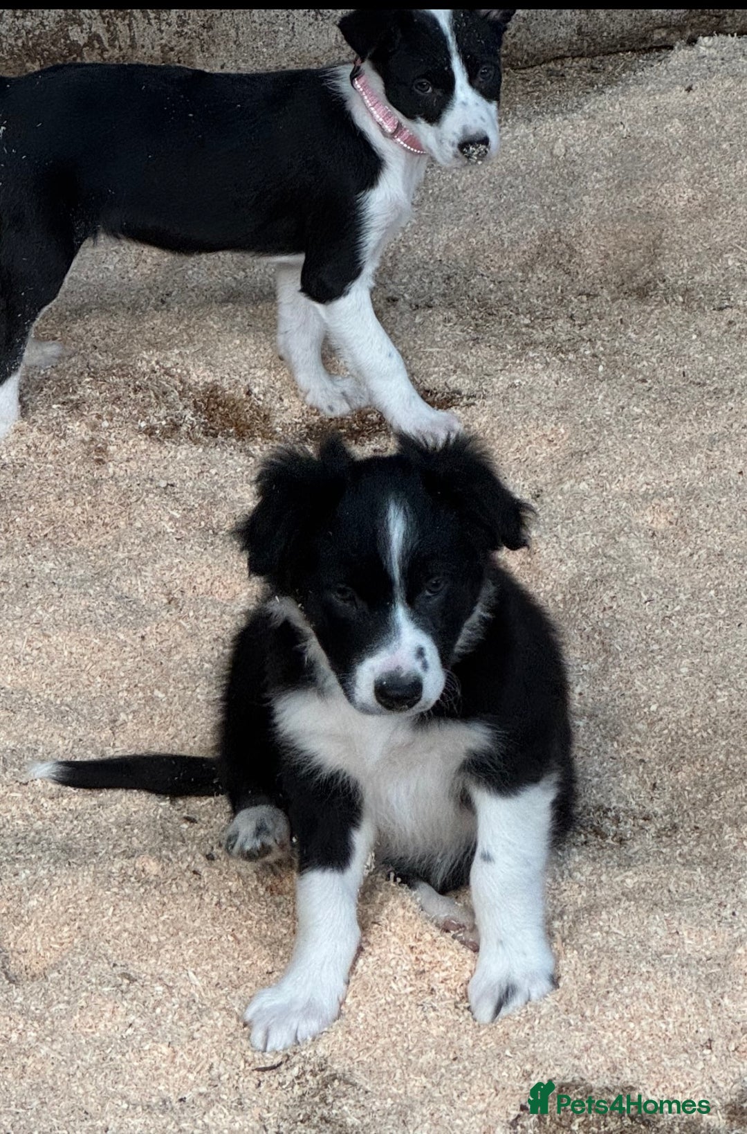 Border Collie dogs for sale: Beautiful Border Collie Puppies - Image 7