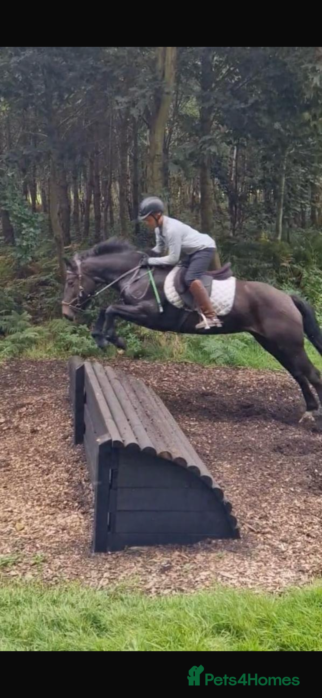 Other Breed horses for sale: Alrounder - Advert 5