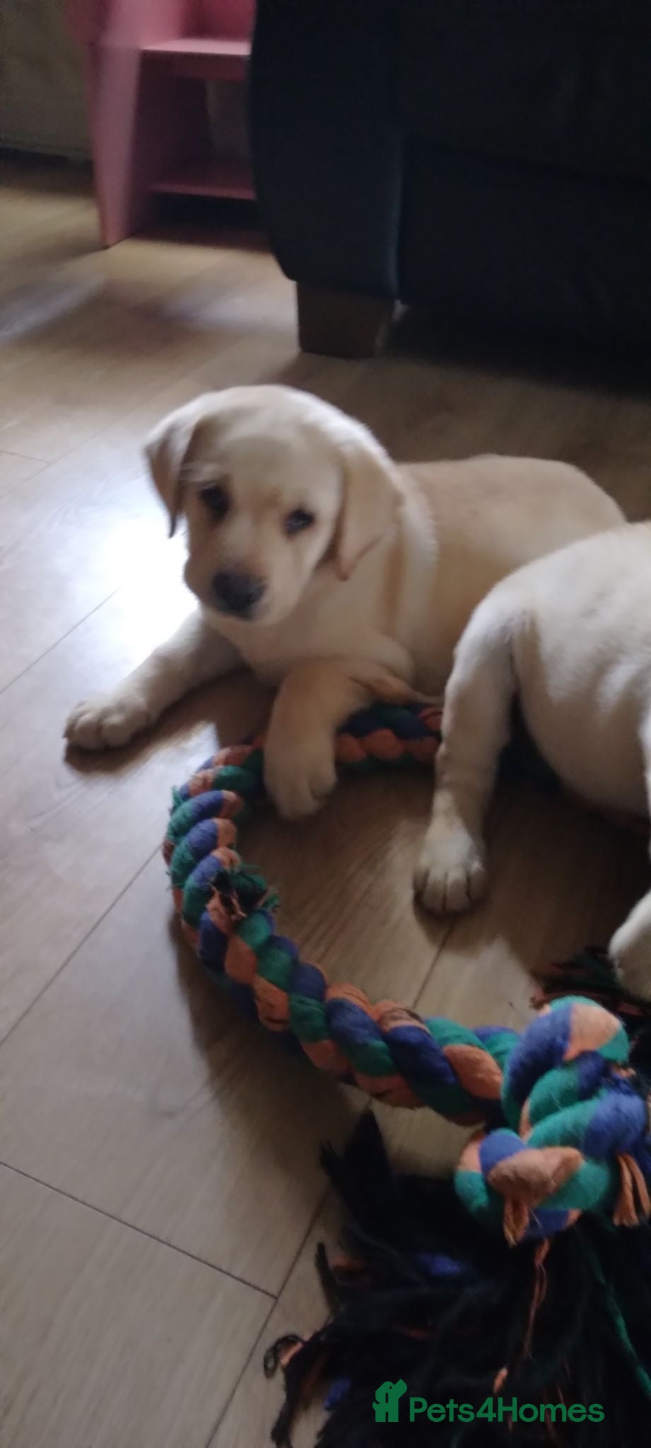 Labrador Retriever dogs Two beautiful labrador puppies  - Advert 18