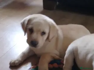Labrador Retriever dogs Two beautiful labrador puppies - Advert 18