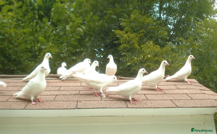 Doves birds - Advert 1