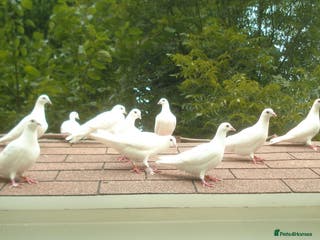 Doves birds White Doves - Advert 1