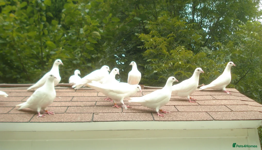 Doves birds for sale: White Doves - Advert 1