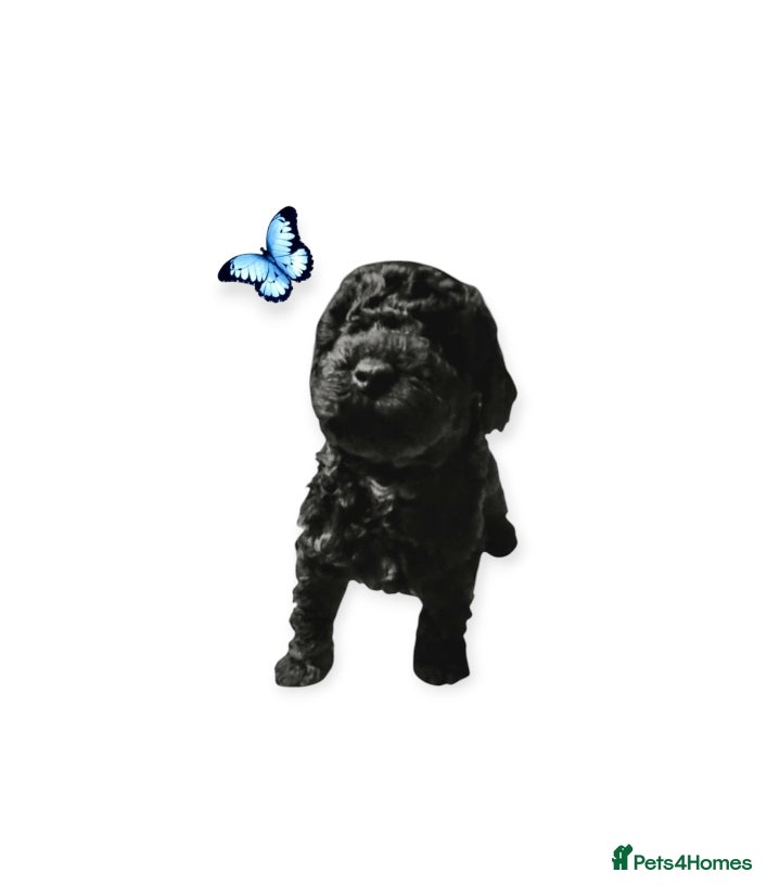 Cavapoo dogs Stunning F2B Cavapoo's Health Tested - Advert 17