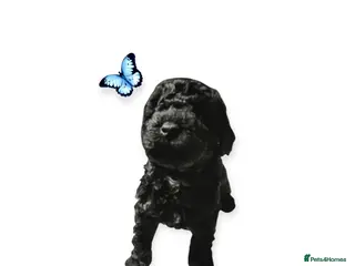 Cavapoo dogs Stunning F2B Cavapoo's Health Tested - Advert 17