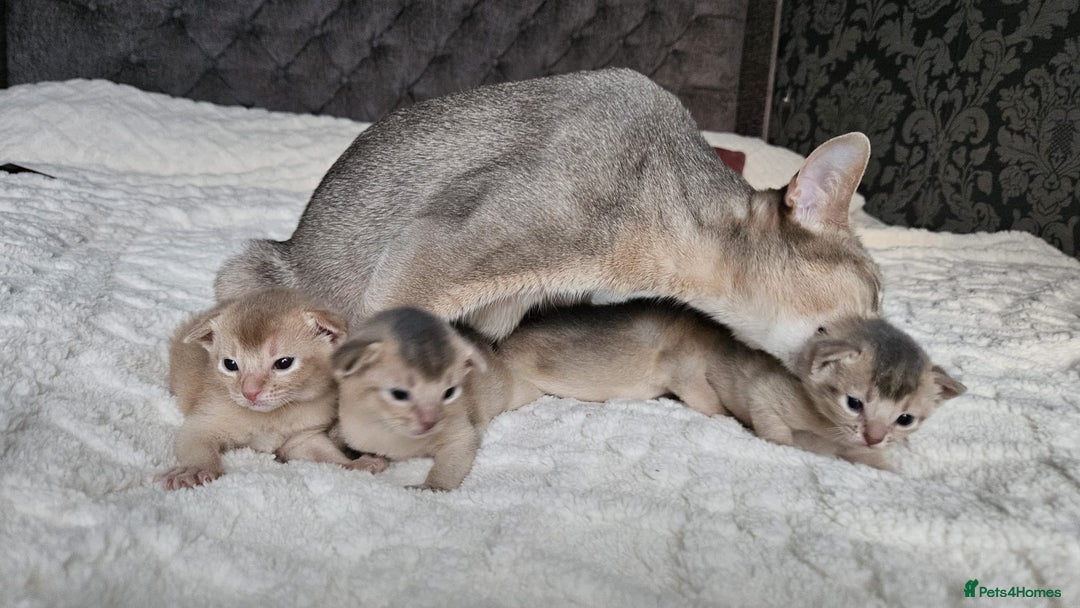 Abyssinian cats for sale: Abyssinian  - Advert 25