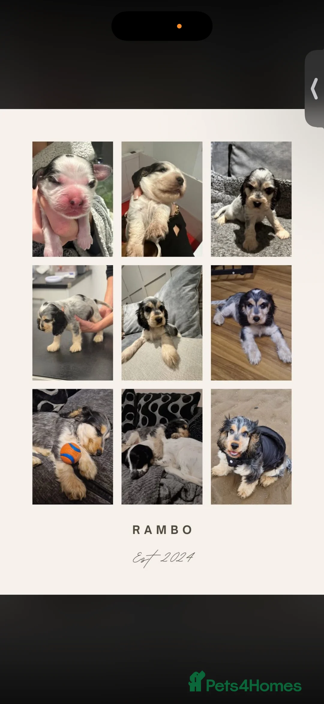 Cocker Spaniel dogs for sale: Showtype Cocker spaniel pups KC registered  - Advert 18