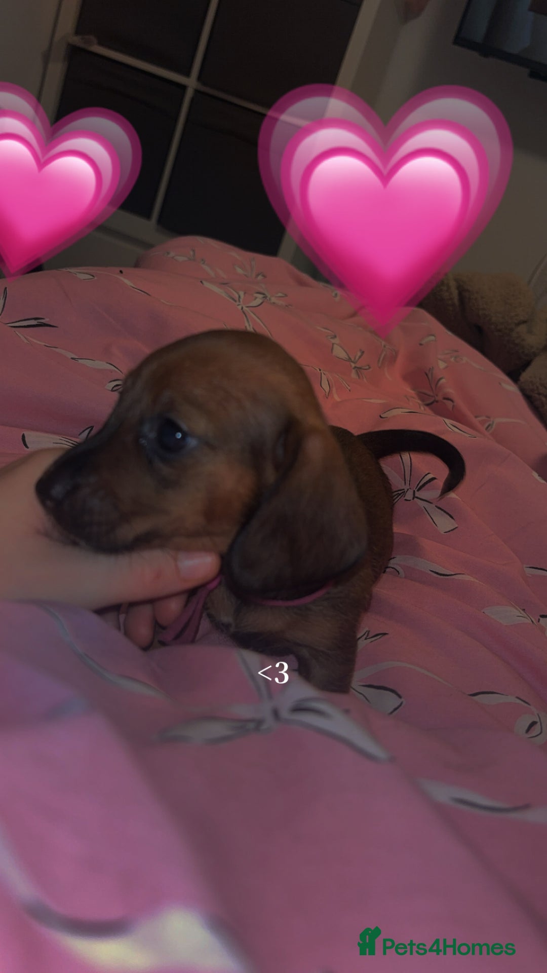 Miniature Dachshund dogs for sale: MINIATURE DACHSHUNDS - Advert 18