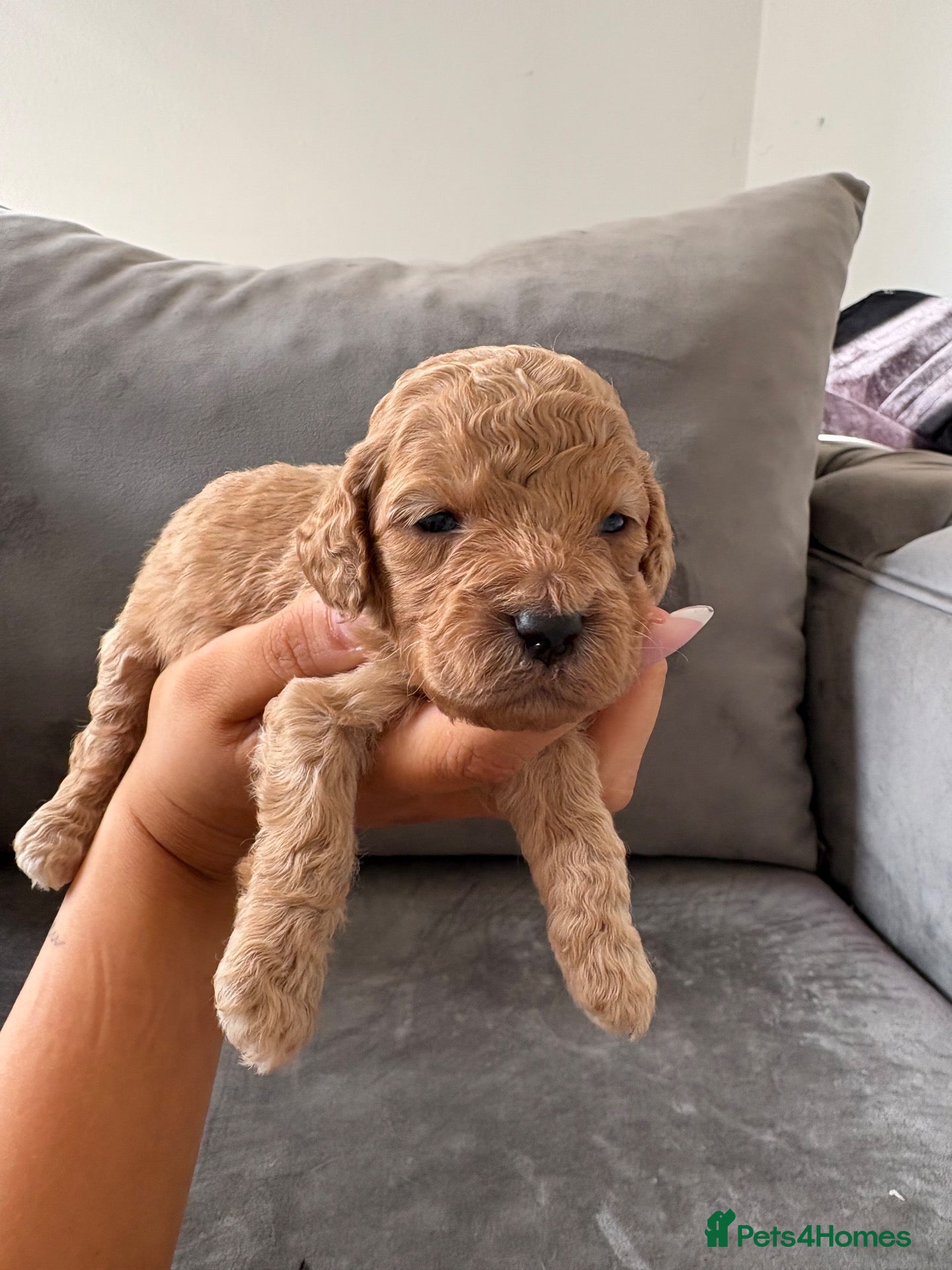 Mixed Breed dogs RED COCKAPOO X LABRADOODLE PUPS - Advert 11