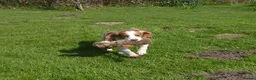 Cocker Spaniel dogs for stud: Fully health tested KC cocker spaniel for stud - Advert 3
